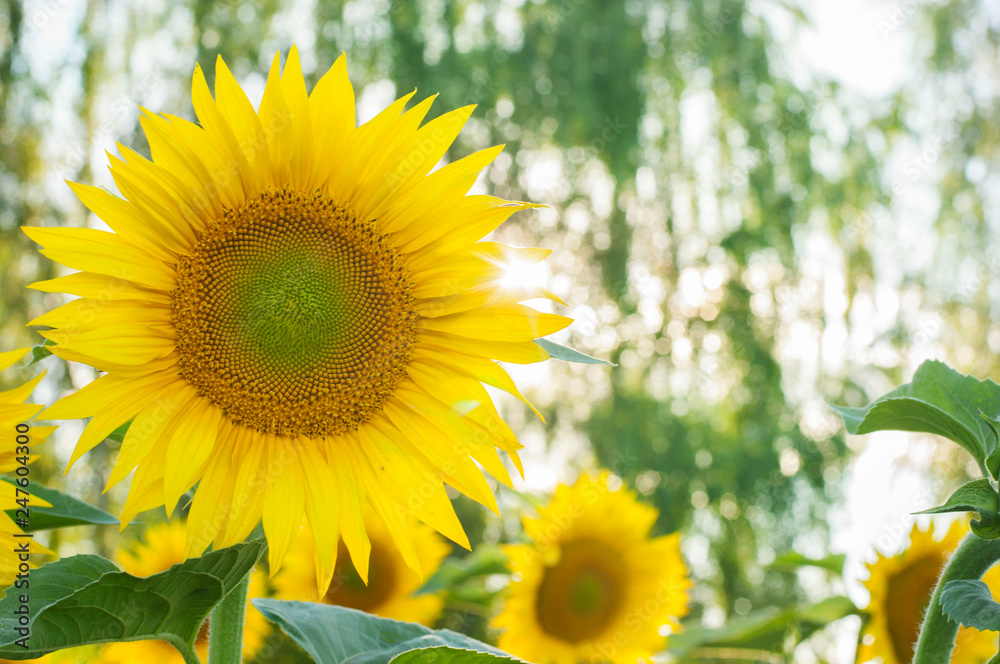 Obraz premium sunflowers