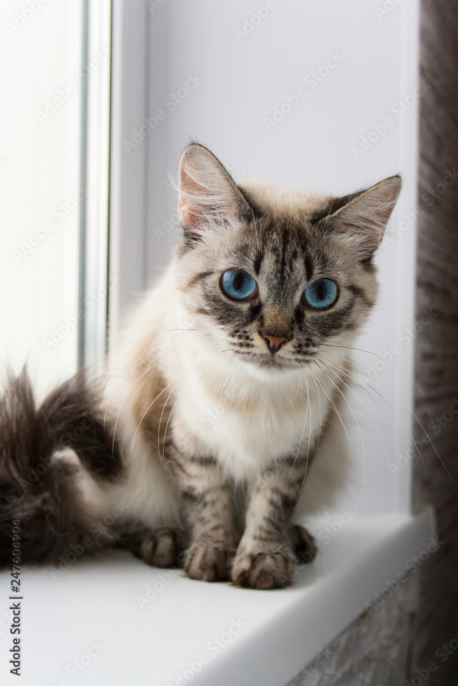 cute fluffy cat with blue eyes sititng on a window sill portrait