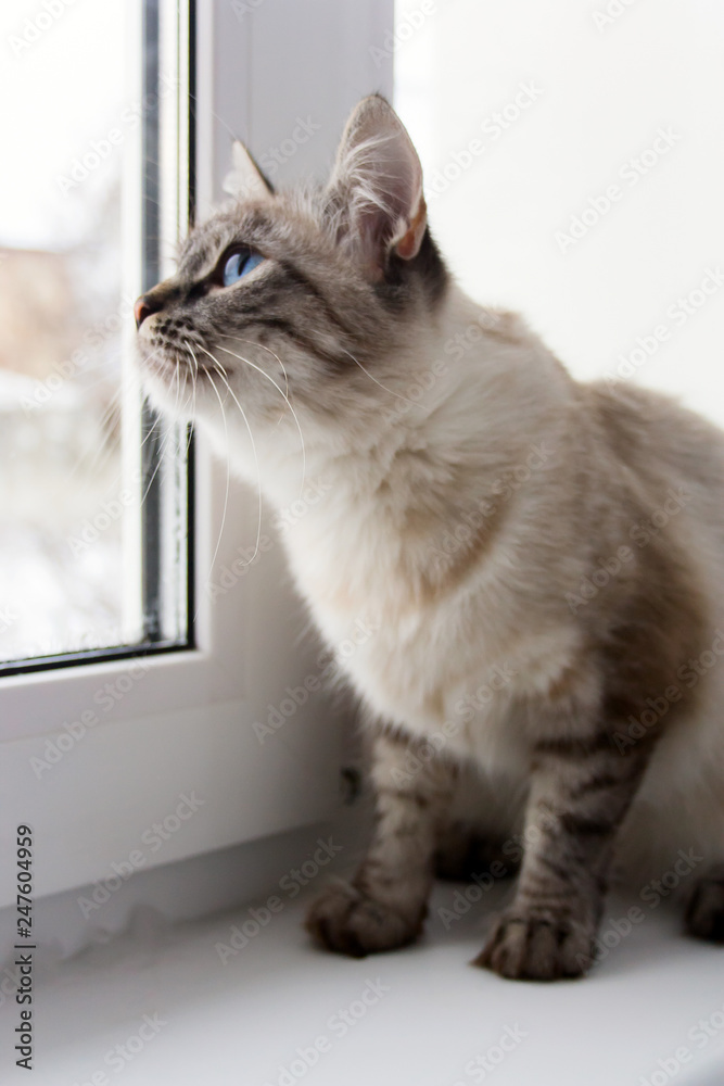 cute fluffy cat with blue eyes sititng on a window sill portrait