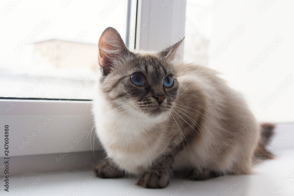 cute fluffy cat with blue eyes sititng on a window sill portrait