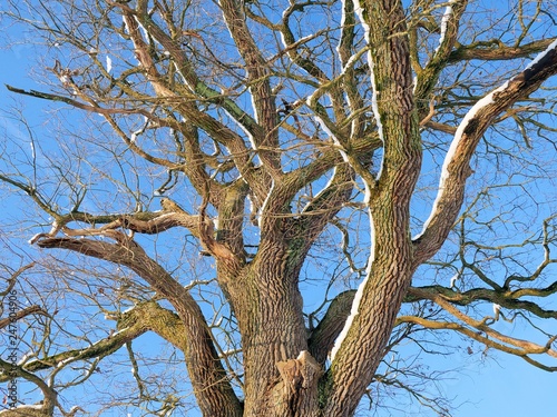 Baum im Winter vor blauem Himmel