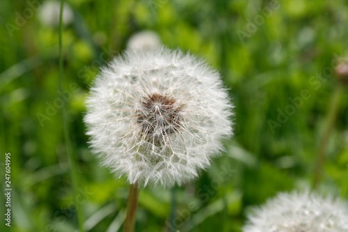 Dandelion on a background of a green grassy meadow