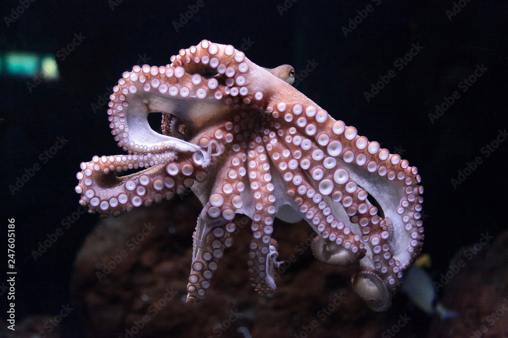 Fototapeta premium Octopus_2