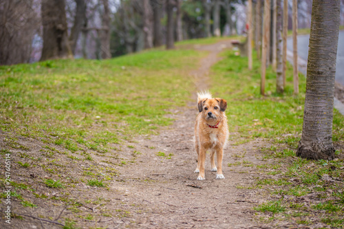 Fototapeta Naklejka Na Ścianę i Meble -   dog running along the road in the forest