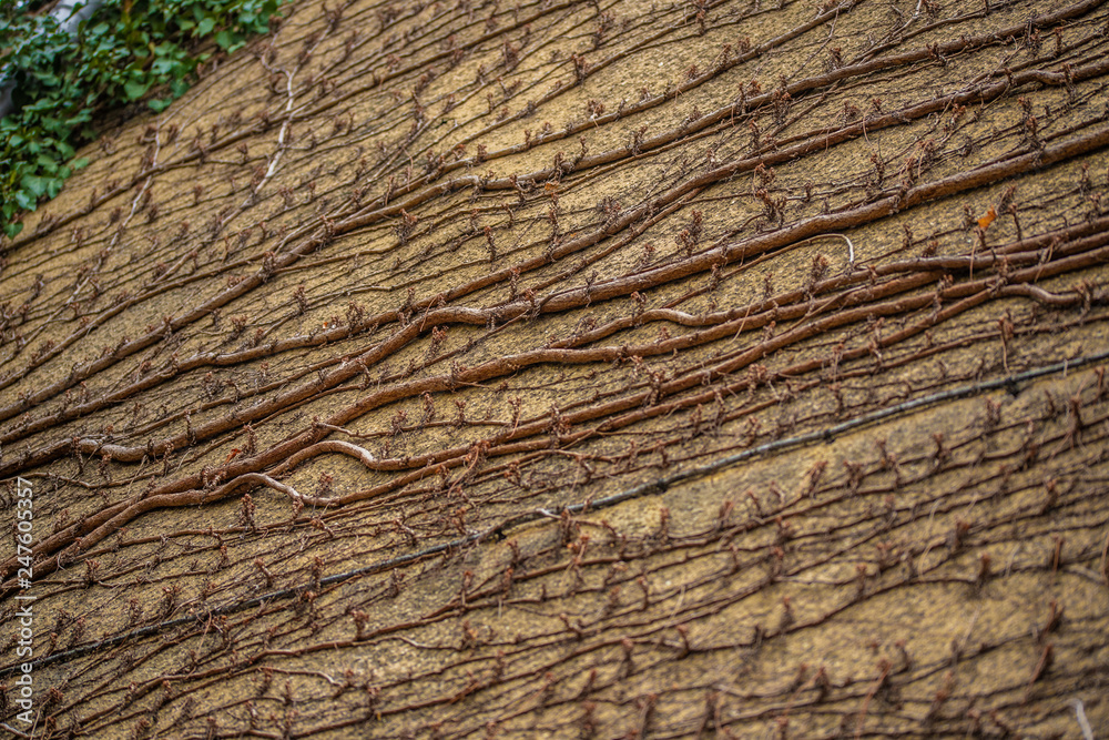wall overgrown with wooden branches wall overgrown with wooden branches