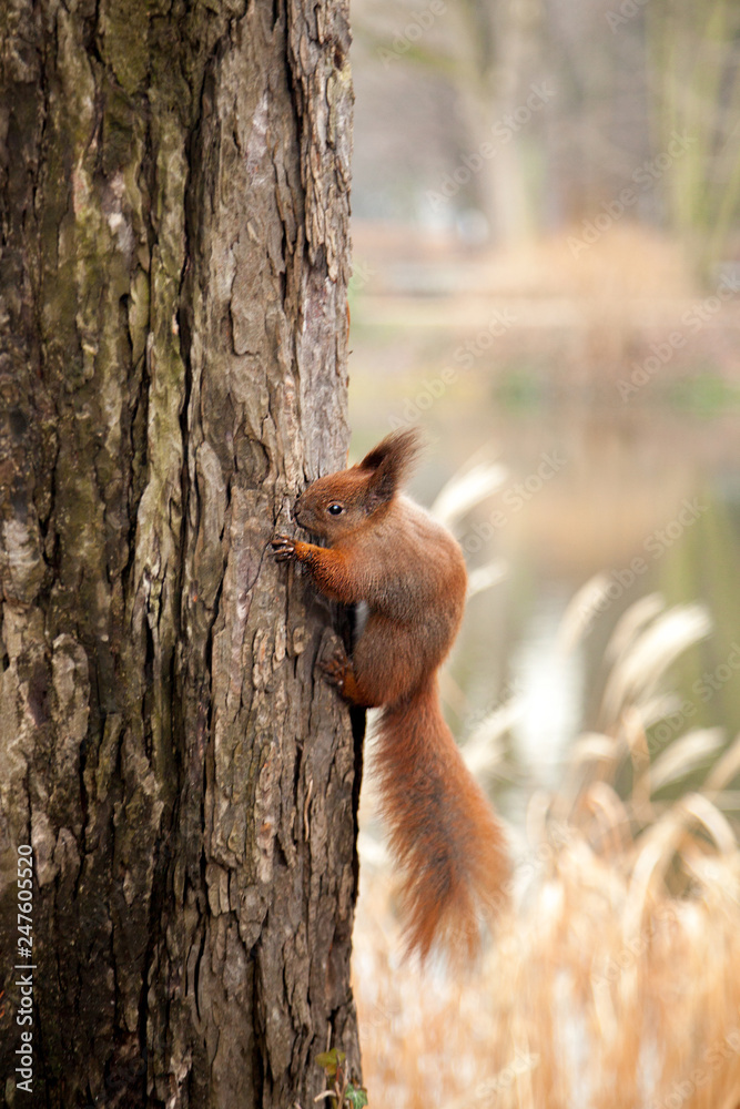 Obraz premium squirrel