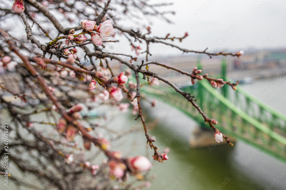 sakura buds on the background of the bridge sakura buds on the background of the bridge