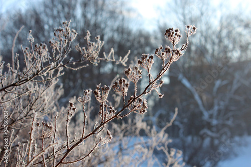 Winter branches