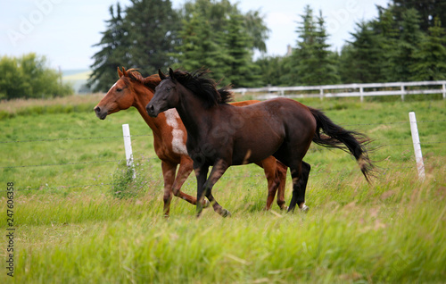 Thoroughbred horses in field 