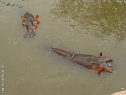 FROLICKING WILD AFRICAN HIPPOS.
