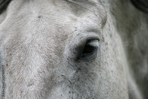 Grey Horse Portrait © Cody