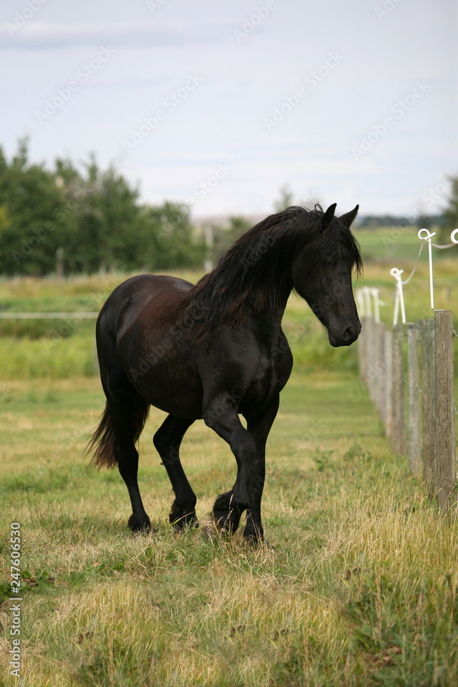 Friesian Horse Friesian Horse