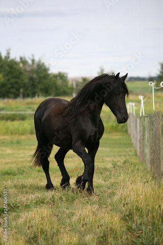 Fototapeta Naklejka Na Ścianę i Meble -  Friesian Horse