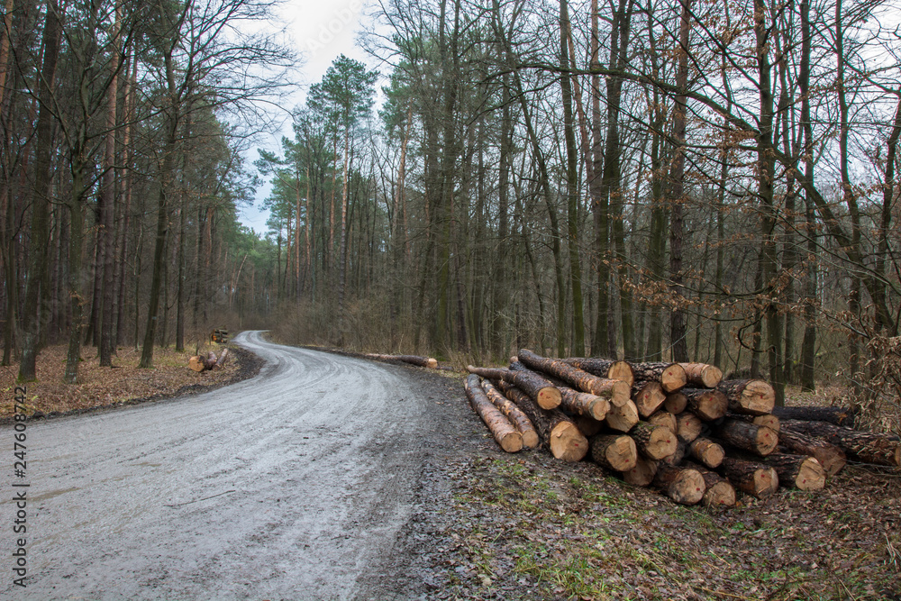 Felled trees by the road in the forest