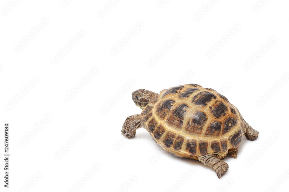 Naklejka premium Central Asian land tortoise, turtle on white background