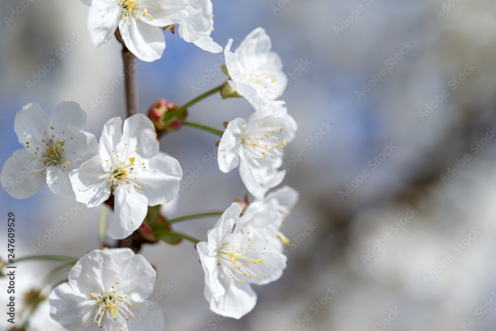 Spring border background with blossom, close-up. Abstract floral spring background. Blossoms over blurred nature background Spring border background with blossom, close-up. Abstract floral spring background. Blossoms over blurred nature background