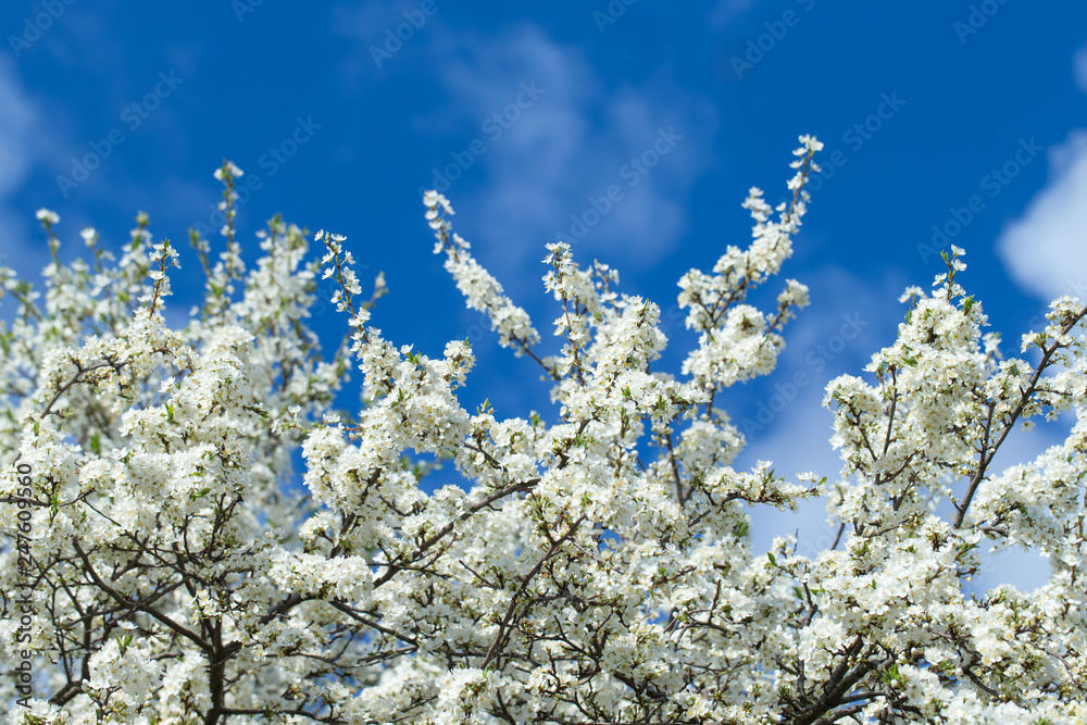 Spring border background with blossom, close-up. Abstract floral spring background. Blossoms over blurred nature background Spring border background with blossom, close-up. Abstract floral spring background. Blossoms over blurred nature background