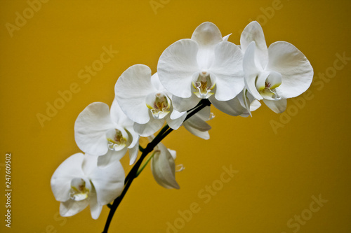 white orchid flower