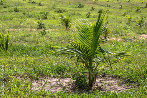 coconut tree in field on Bahia state, northeaster of Brazil