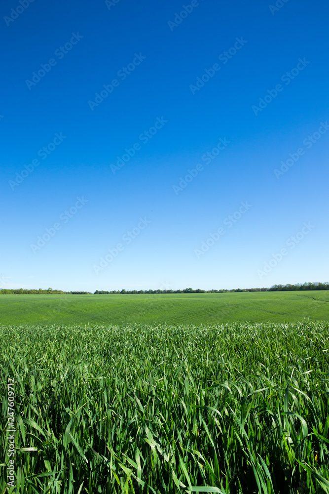 field of green grass and sky field of green grass and sky