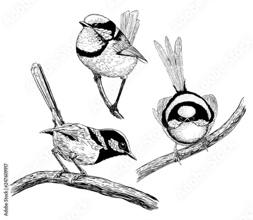 Fotografia Collection of 3 hand - drawn fairy wrens isolated on white background