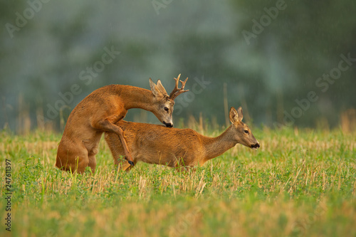 Roe deer, capreolus capreolus, couple copulating during a mating season. Wild animals reproducing. Mammals having sex. Mating behavior during rutting season in wilderness.