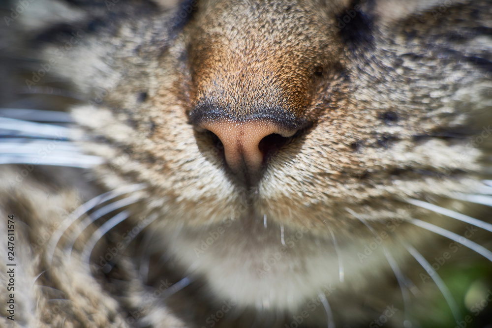 Obraz premium Bengal Cat Nose