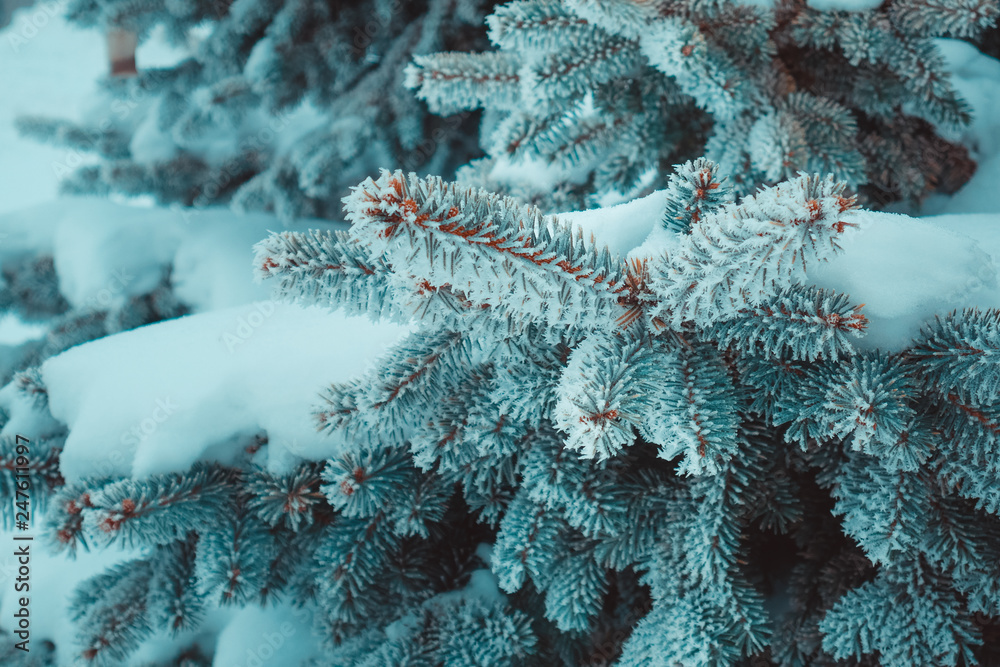 blue branch of a christmas tree in the snow