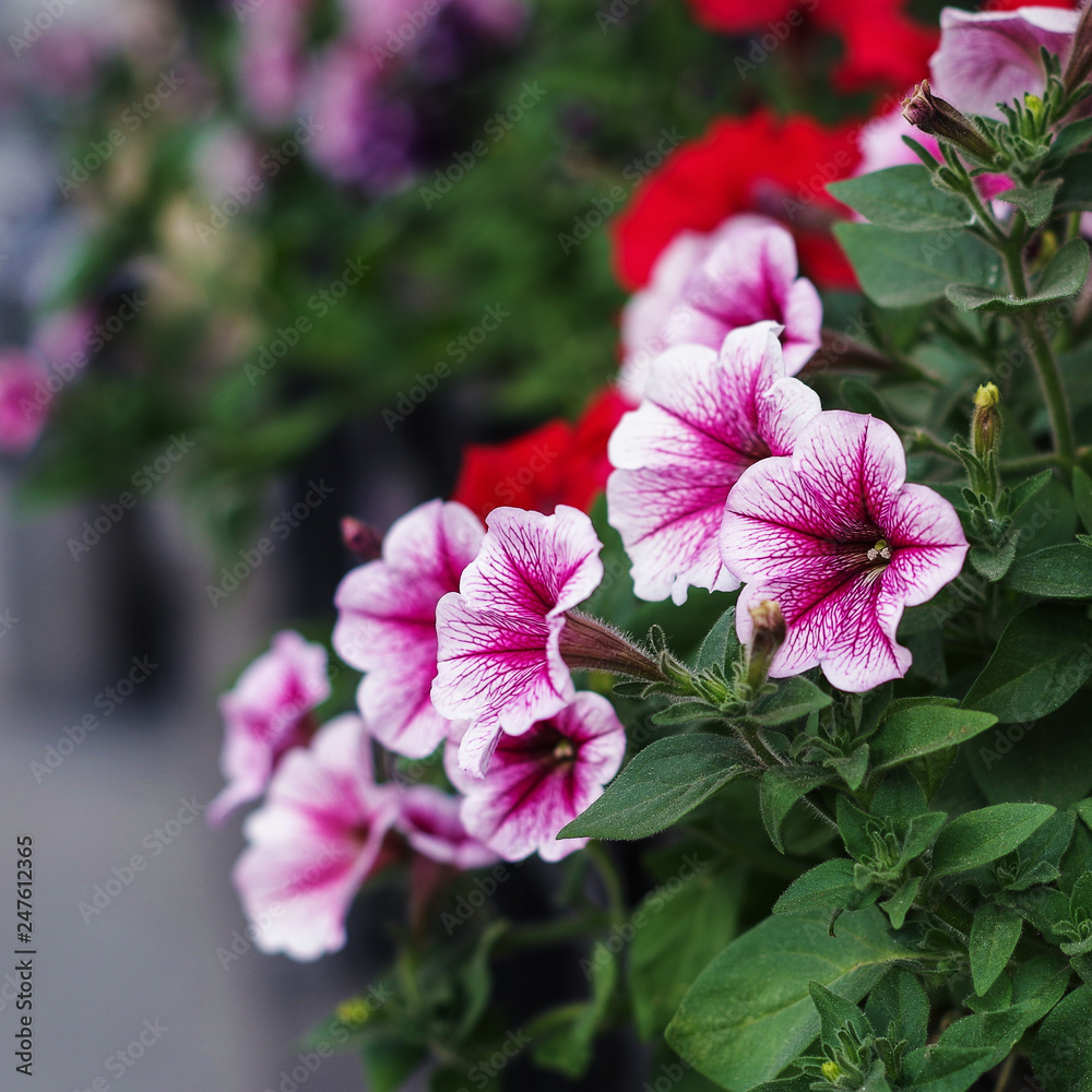 Pink purple petunia flowers in spring time Pink purple petunia flowers in spring time
