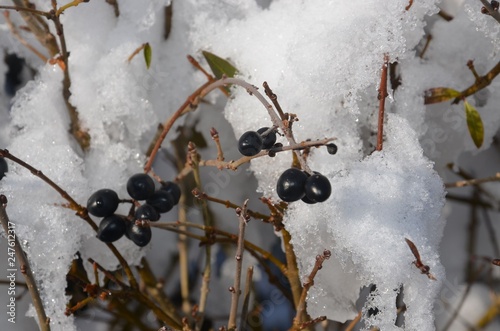 Wachholderbeeren wachsen an Heckenzweigen im Winter schneebedeckt - Eiskristalle - close up photo