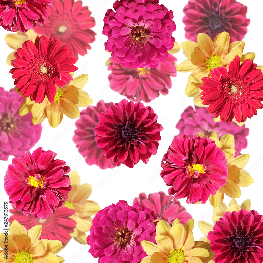 Beautiful floral backdrop of dahlias, chrysanthemums and tsiny Beautiful floral backdrop of dahlias, chrysanthemums and tsiny