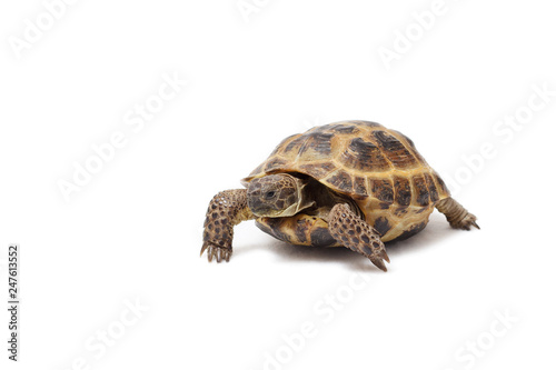 Central Asian land tortoise, turtle on white background