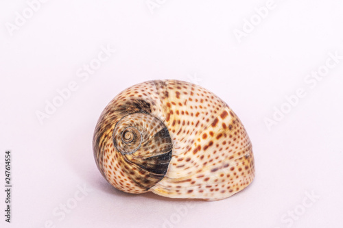 sea ​​shell isolated on white background