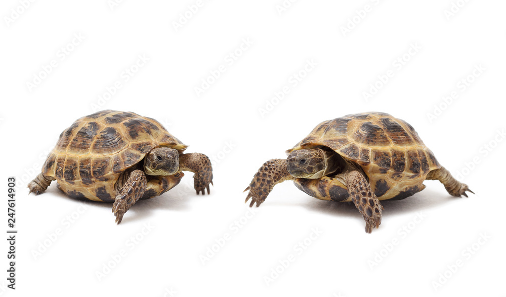 Naklejka premium Two land tortoises on a white background. Valentine's Day. Love. Couple.
