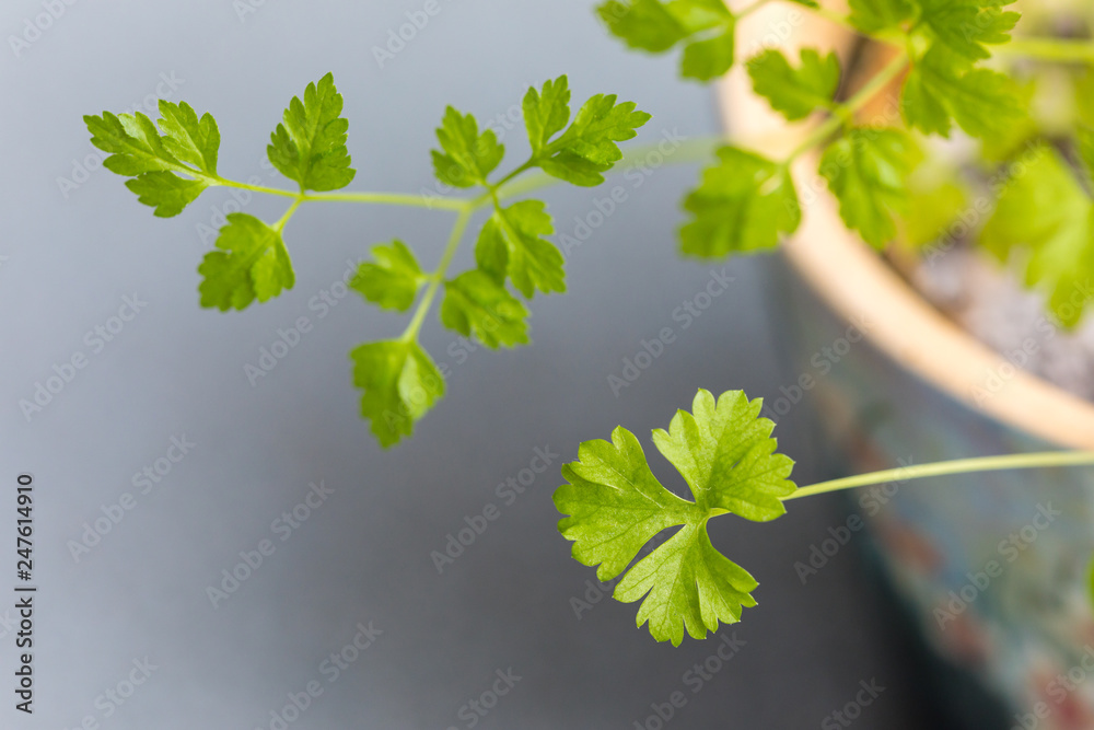 Fototapeta premium parsley plant grown in a pot