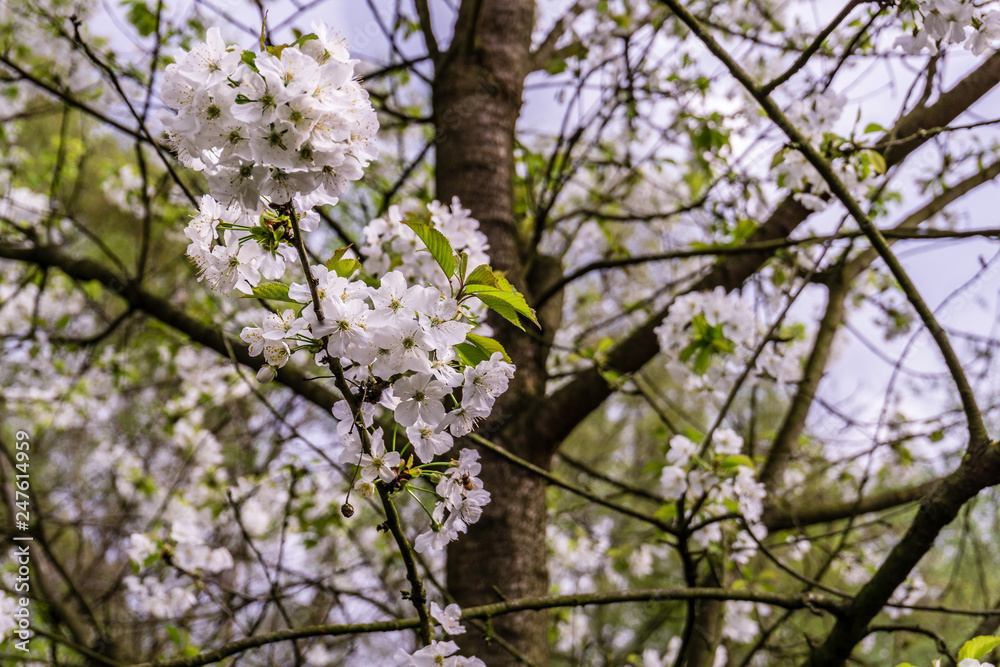 Blossoming tree in spring on rural meadow Blossoming tree in spring on rural meadow