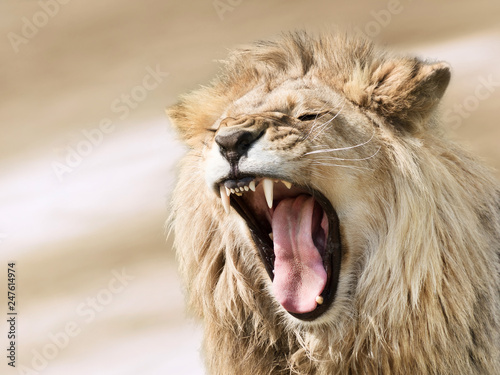 Furious lion male on blurred background