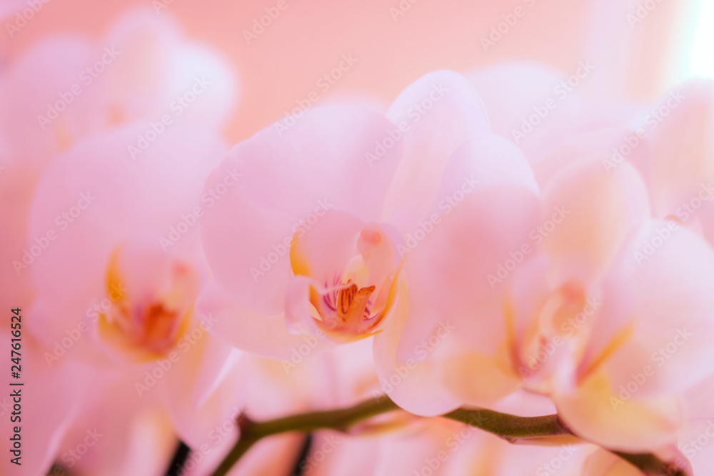 Orchidee, Orchideenblüten  romantische Dekoration als Hintergrund