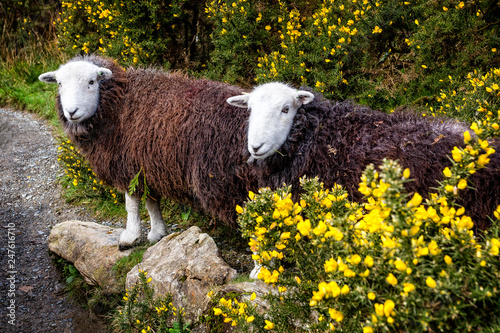 Pair of rare breed white headed and brown coated Herdwick Sheep in the Lke District, Cumbria, England photo