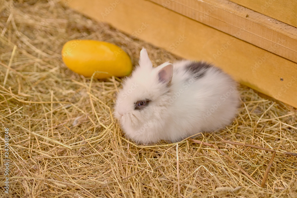 Obraz premium Small rabbits