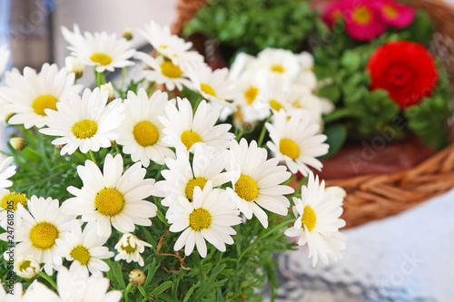 blooming white daisies - spring flowers in the garden - blossom nature 