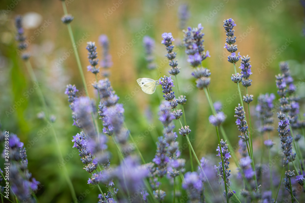 flowering lavender, bee plant, butterfly collect nectar lavender