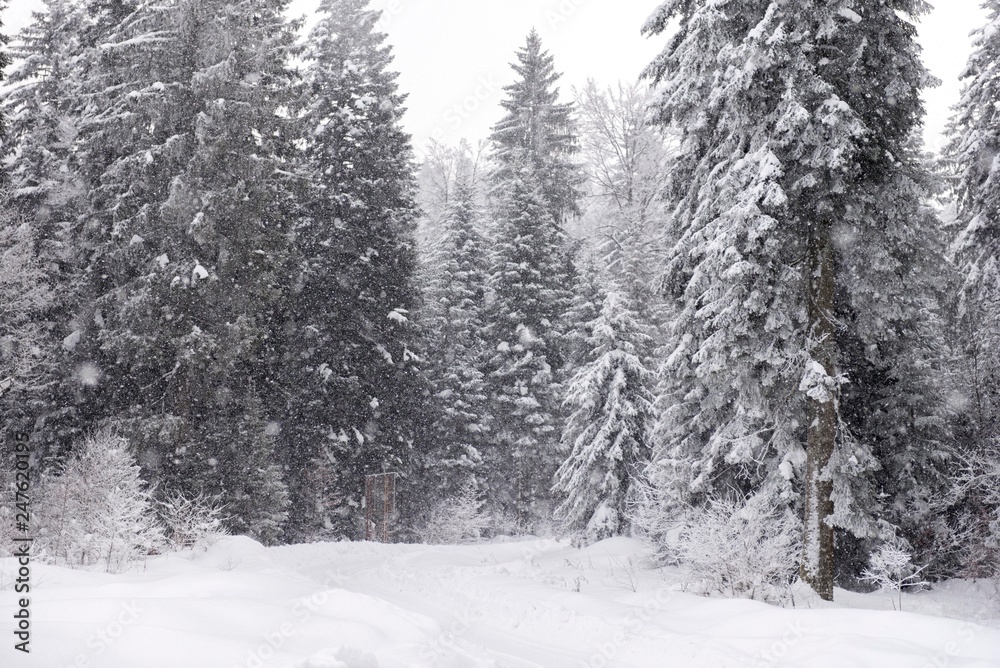 mountain snow fall scene mountain snow fall scene
