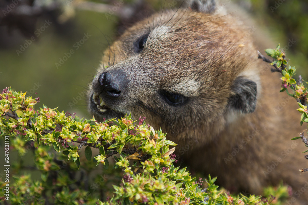 Closeup portrait of a Rock Hyrax (Procavia capensis) in South Africa. Cape town, Table mountain. Dassie Closeup portrait of a Rock Hyrax (Procavia capensis) in South Africa. Cape town, Table mountain. Dassie