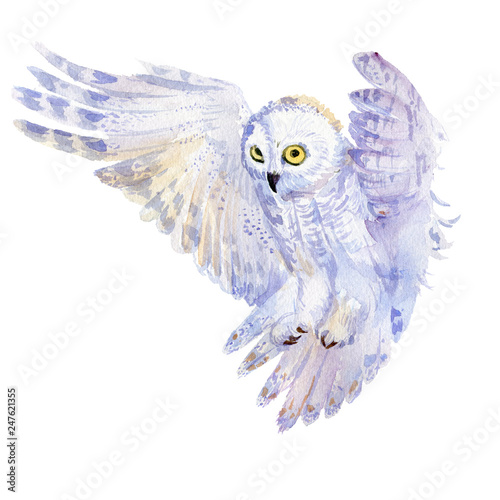 Watercolor hand drawn owl on white background.Isolated hand drawn elements you can use it for a greeting card, for a background, for a cover, for a texture.