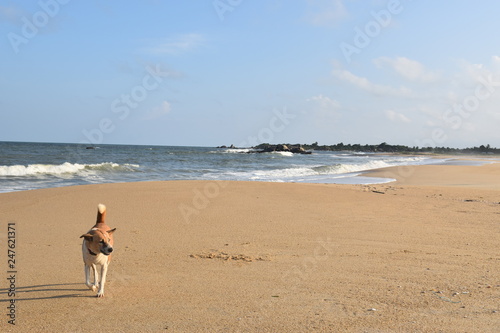 Dog on beach