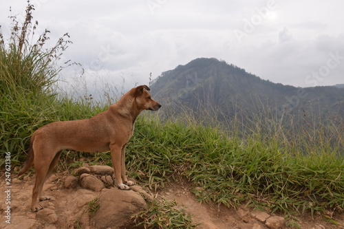 Dog on hillside