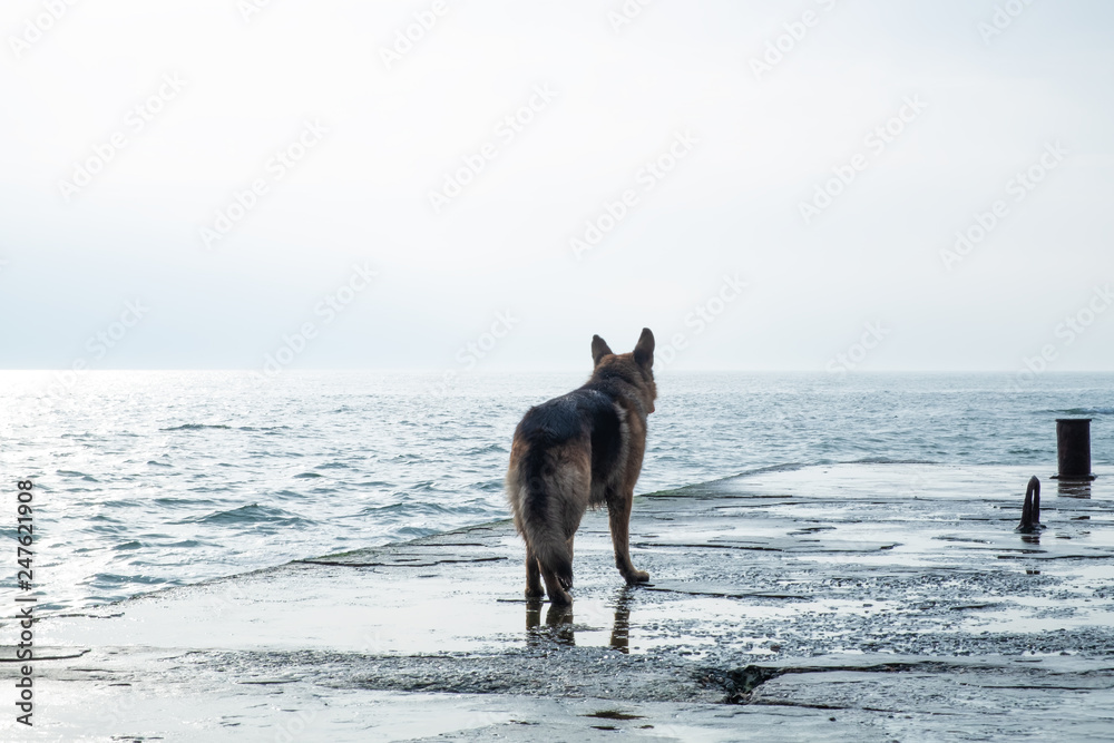 Sad dog stands by the sea and look away Sad dog stands by the sea and look away