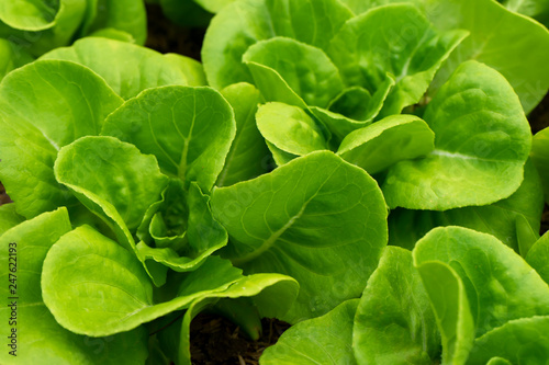 Close up Cos Lettuce plant.