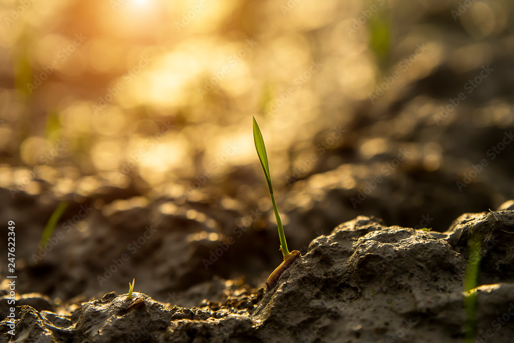 Rice seedlings are growing. Rice seedlings are growing.